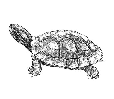 Beyaz arkaplanda izole edilmiş kırmızı kulaklı Kaypak (Trachemys scripta elegans) kaplumbağa çizimi, vektör illüstrasyonu.