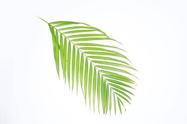 Green palm leaves (Dypsis lutescens) or Golden cane palm, Areca palm leaves, coconut leaves or Tropical foliage isolated on white background clipart