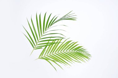 Yeşil palmiye yaprakları (Dypsis lutescens) veya Altın kamış palmiyesi, Areka palmiye yaprakları, hindistan cevizi yaprakları veya beyaz arka planda izole tropikal yapraklar
