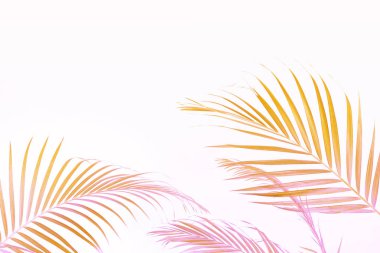 Yeşil palmiye yaprakları (Dypsis lutescens) veya Altın kamış palmiyesi, Areka palmiye yaprakları, hindistan cevizi yaprakları veya beyaz arka planda izole tropikal yapraklar