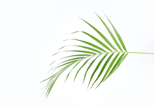 Liście palmy zielonej (Dypsis lutescens) lub palmy złotej trzciny cukrowej, liście palmy Areca, liście kokosowe lub liście tropikalne izolowane na białym tle — Zdjęcie stockowe