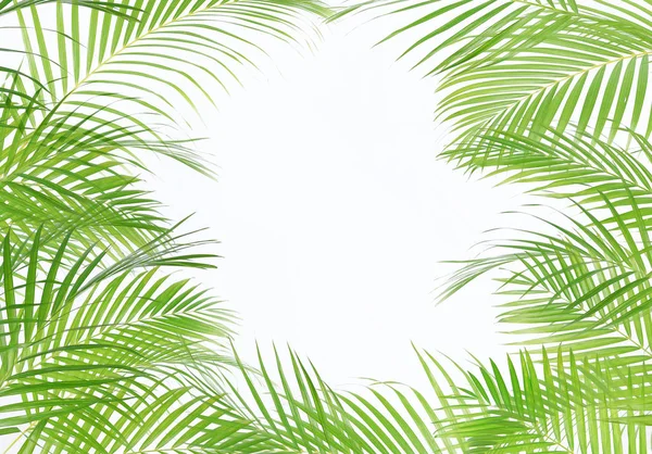 Liście palmy zielonej (Dypsis lutescens) lub palmy złotej trzciny cukrowej, Areca — Zdjęcie stockowe