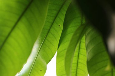 Karayipler 'de güneşli bir günde mango yaprağını kapat