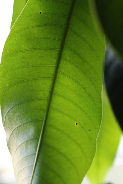 Κοντινό Πλάνο Του Φύλλου Μάνγκο Μια Ηλιόλουστη Μέρα Στην Καραϊβική — Φωτογραφία Αρχείου