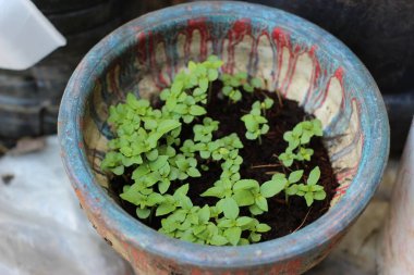 Bahçedeki fesleğen yaprakları sağlıklı.