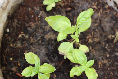 Bahçedeki fesleğen yaprakları sağlıklı.