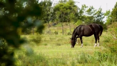 Siyah atlar geniş bir açık mera içinde otluyor