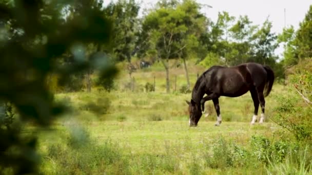 黒馬は広く開いた牧草地で放牧する — ストック動画