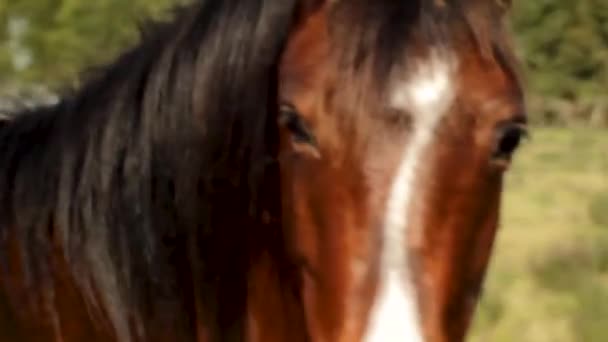 Nahaufnahme Eines Schönen Braunen Pferdes — Stockvideo