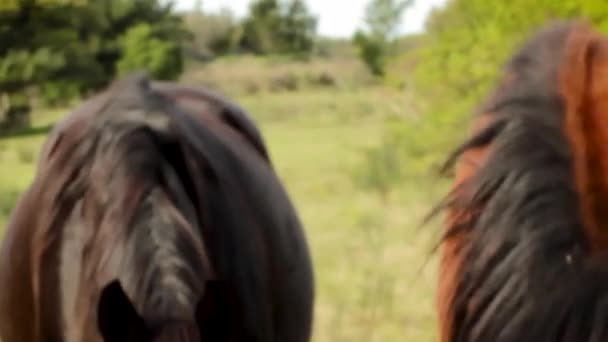 Gros plan sur les chevaux 