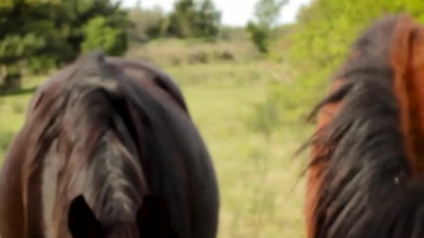 Gros Plan Sur Les Chevaux — Video