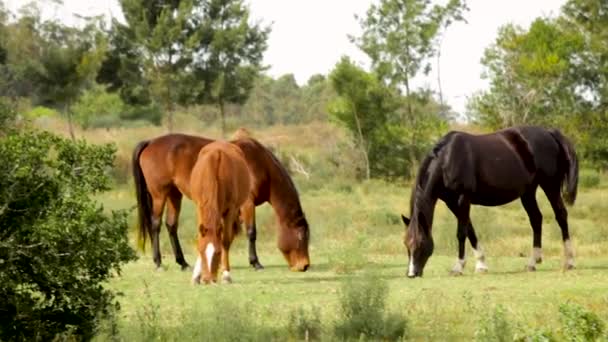 Caballos Pastando Los Campos Abiertos Finales Del Otoño — Vídeo de stock