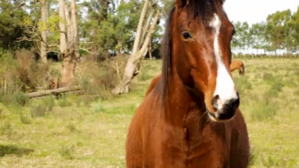 Cerca Los Caballos Mientras Pastan — Vídeo de stock