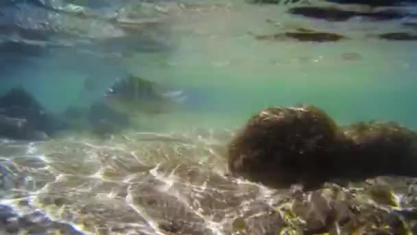 潜水在天然泳池位于珊瑚礁之间 其清澈的海水 这些天然游泳池形成真正的天然水族馆与丰富多彩的鱼类 珊瑚和甲壳类动物 — 图库视频影像