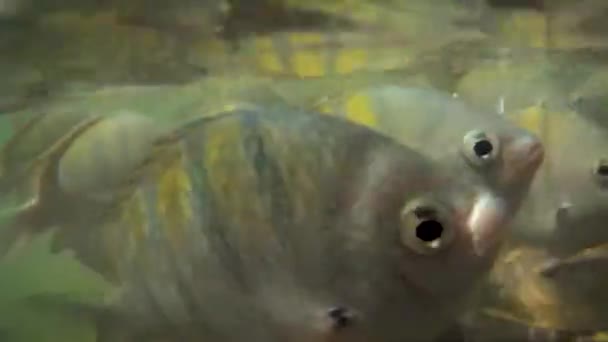 Ψάρια Φυσικές Πισίνες Επαφή Τους Ανθρώπους Στον Ωκεανό — Αρχείο Βίντεο
