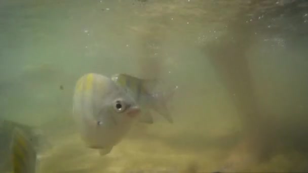 Ryby Přírodních Bazénech Kontaktu Lidmi — Stock video