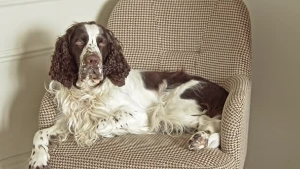 Cane dai capelli lunghi si trova su una sedia — Video Stock