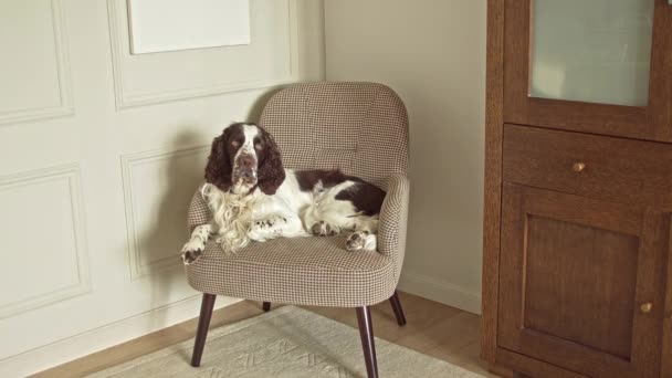 Hosszú hajú kutya fekszik egy széken a szobában — Stock videók