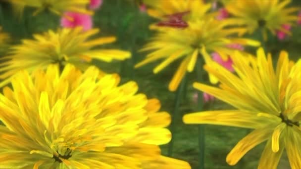 Flores Natureza Borboleta Natural — Vídeo de Stock