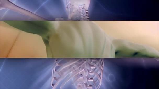 Människans Anatomi Strålar Medical — Stockvideo