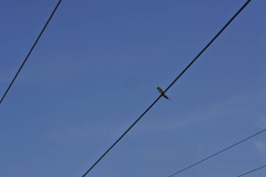 Kuş bir toz üzerine tünedi. Kuş güç hattına tünedi.