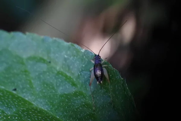 Yabani Cırcır Böcekleri Yapraklara Tünemiş — Stok fotoğraf