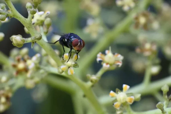 Uma Mosca Empoleirada Uma Flor Manga — Fotografia de Stock