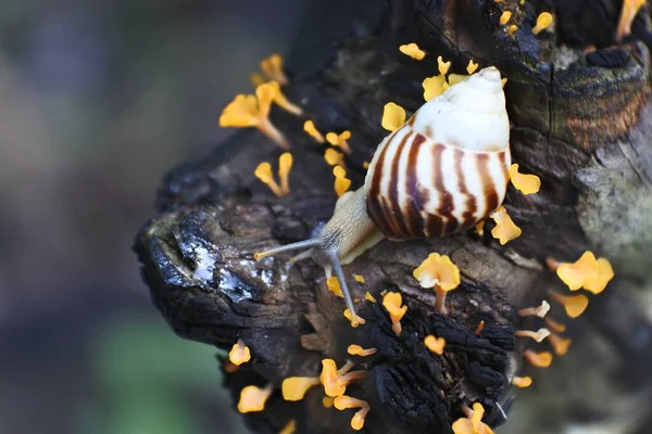 Helix pomatia, a species of land snail. Big snail in shell crawling on wooden branches, summer day in garden.