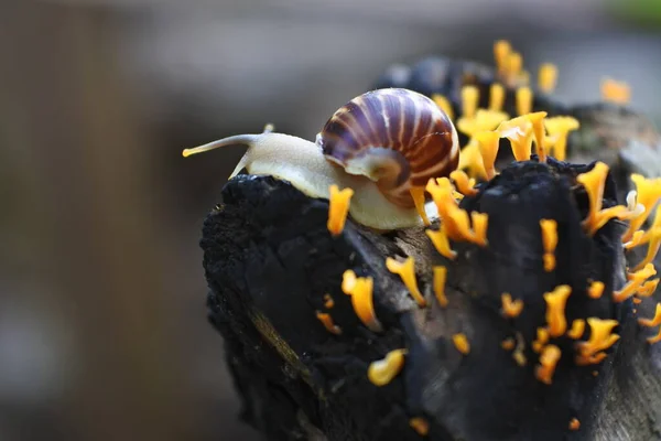 Helix Pomatia Species Land Snail Big Snail Shell Crawling Wooden — Stock Photo, Image