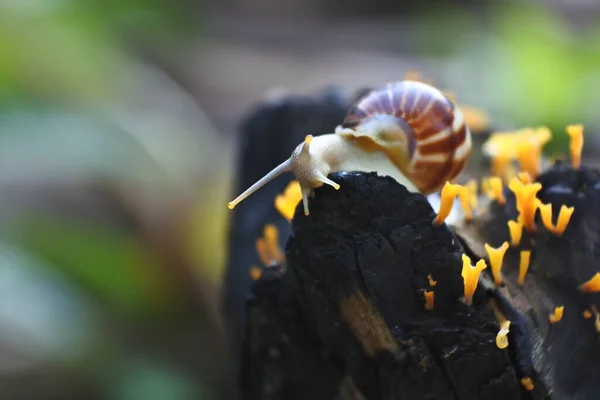 Helix Pomatia Species Land Snail Big Snail Shell Crawling Wooden — Stock Photo, Image
