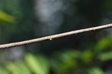 Bokeh arkaplanlı tahta çubuklar