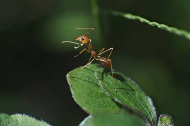 Weaver Karınca (Oecophylla smaragdina) 