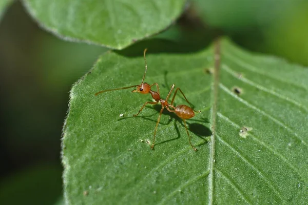 Weaver Karınca (Oecophylla smaragdina) 