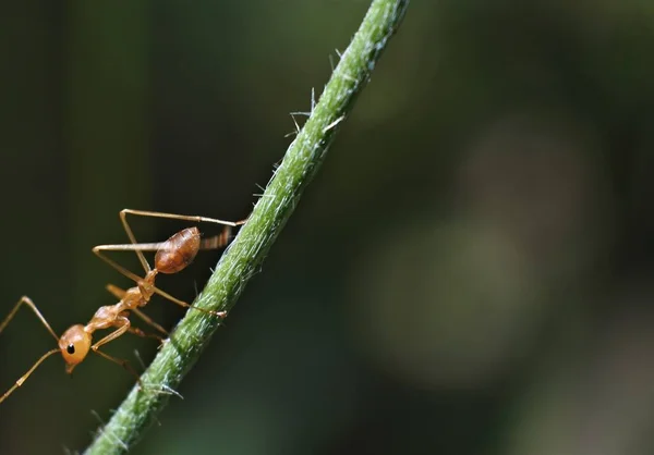 Weaver Ant Oecophylla Smaragdina — Stock fotografie