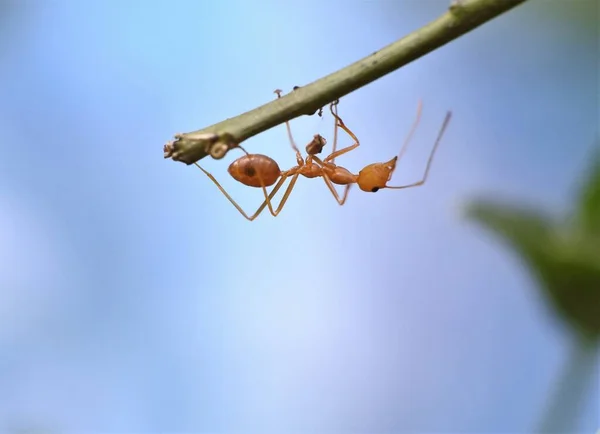 Weaver Ant Oecophylla Smaragdina — Stock fotografie