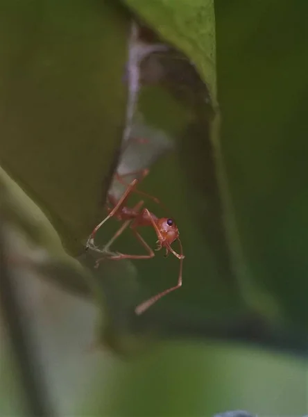 Formiga Tecelã Oecophylla Smaragdina — Fotografia de Stock