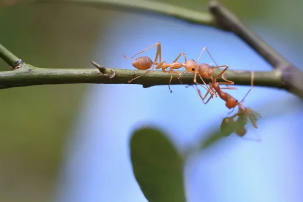 Weaver Ant Oecophylla Smaragdina — Stock fotografie