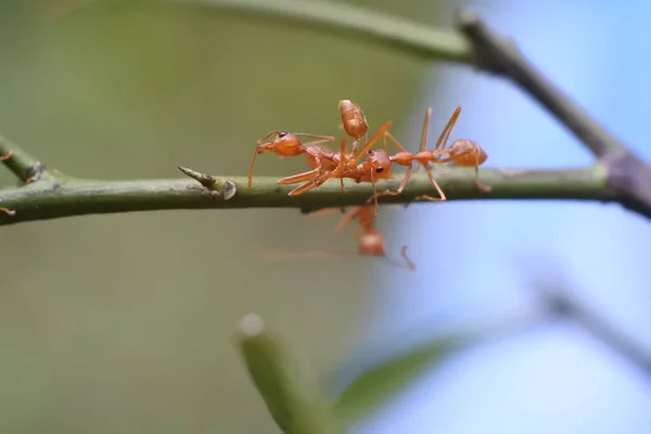Weaver Ant Oecophylla Smaragdina — Stock Photo, Image