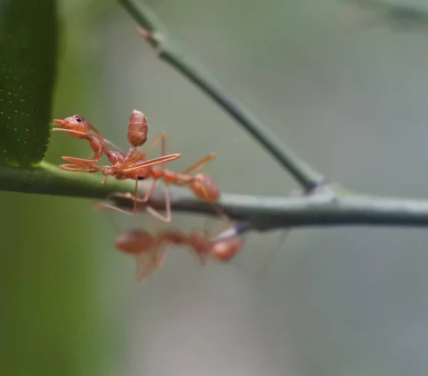 Mrówka Tkająca Oecophylla Smaragdina — Zdjęcie stockowe