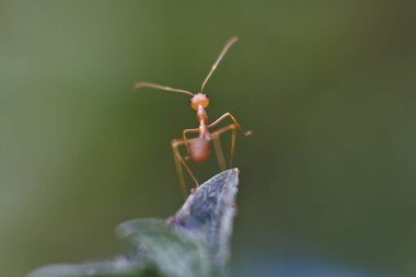 Weaver Karınca (Oecophylla smaragdina) 