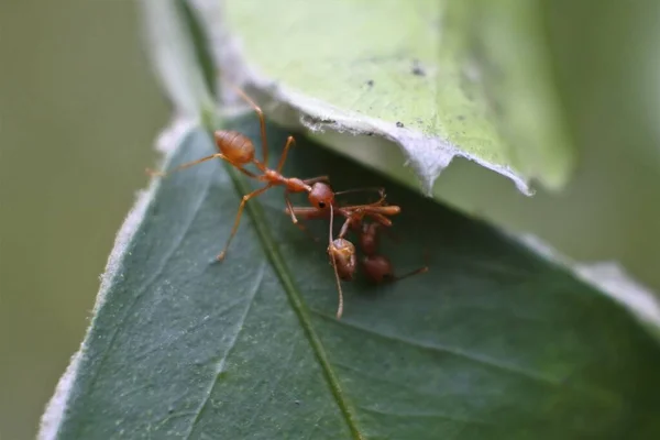 Weaver Ant Oecophylla Smaragdina — Stock fotografie