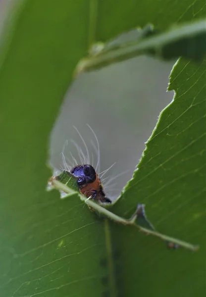 Uma Lagarta Com Uma Cor Brilhante Rastejando Sobre Folhas — Fotografia de Stock