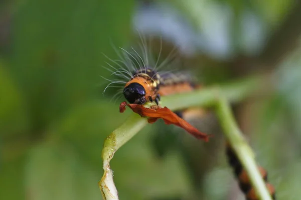 葉の上に鮮やかな色が這う冬虫夏草 — ストック写真