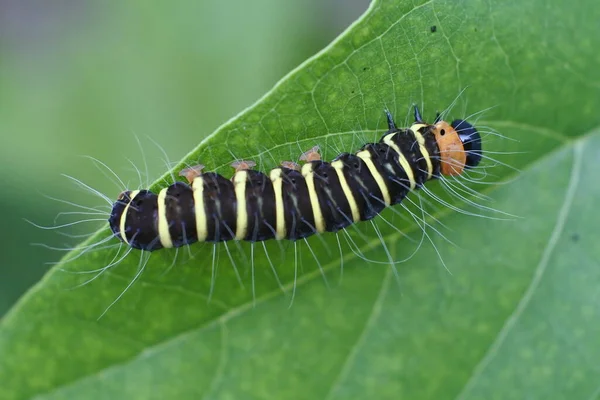 a caterpillar with a brilliant color creeping over the leaves