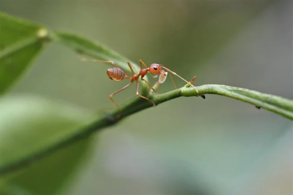 Mrówka Tkająca Oecophylla Smaragdina Zdjęcie Stockowe