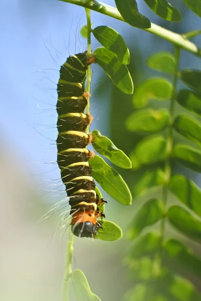 葉の上に鮮やかな色が這う冬虫夏草 — ストック写真