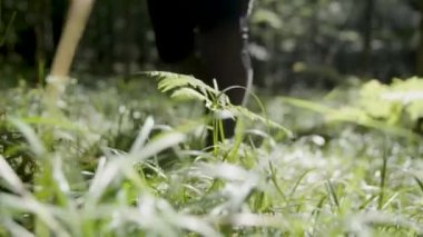 Bir vahşi orman çim ile çalışan