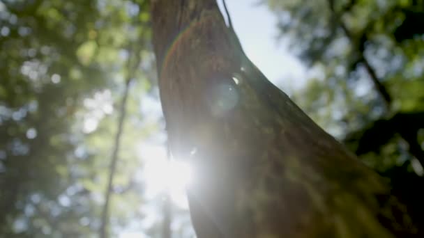 Plan Rapproché Sommet Arbre Cassé — Video