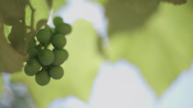 Güzel bir gün ile büyüyen yeşil üzüm