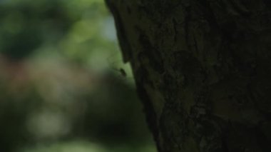 Ağaçta asılı örümcek